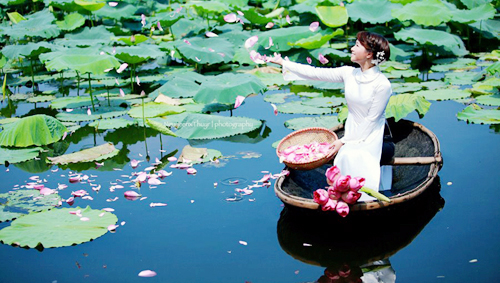 Temporada de flores de loto en Hanoi